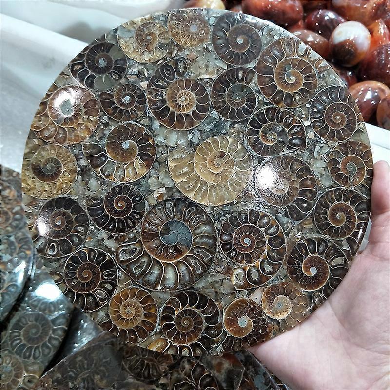 24-25cm Large Size Ammonite Disc From Madagascar Beautiful Ammonite Shell Fossil Disc Madagascar