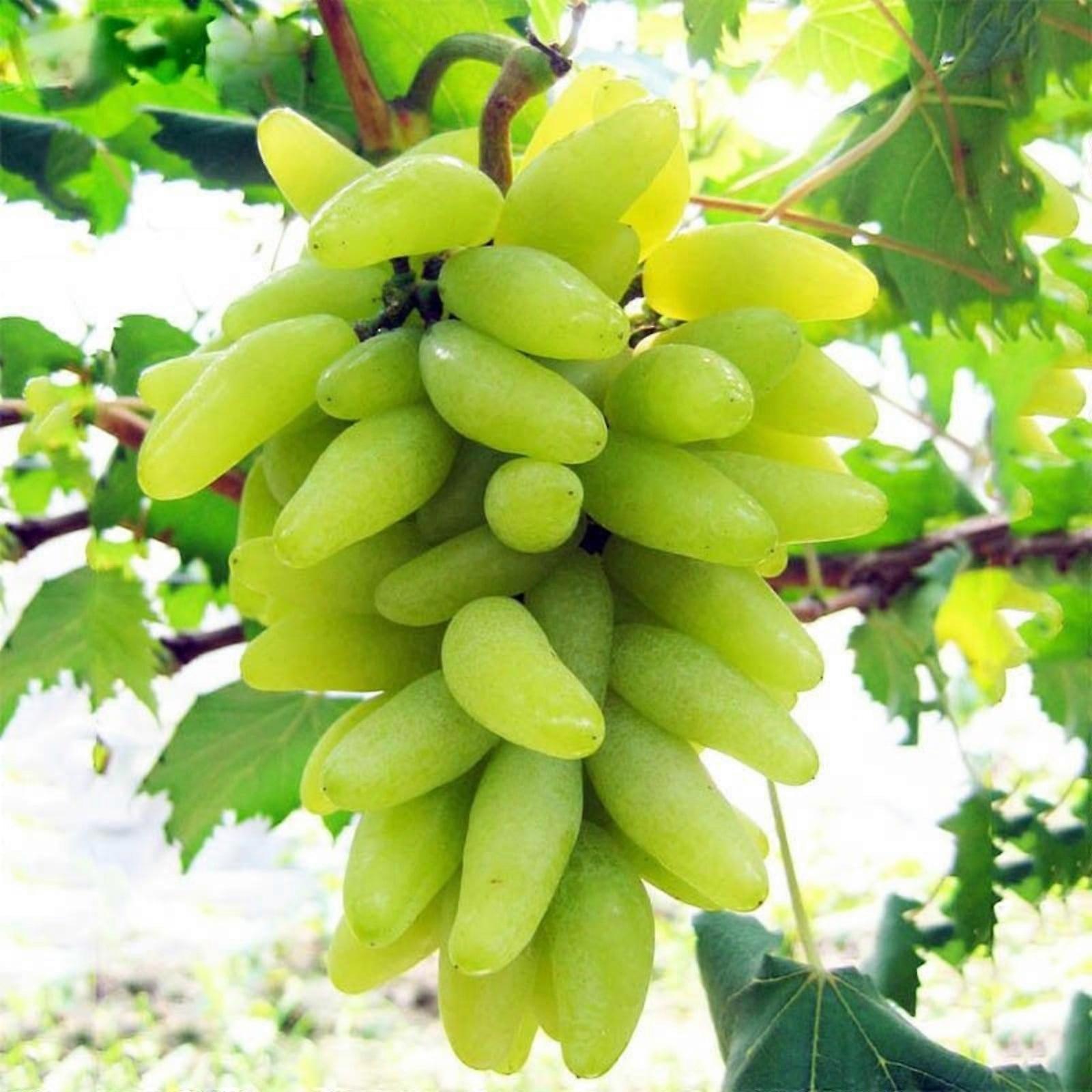 （Grape）-Strong Vitality Grape - Suitable for Nature Lovers and Gardeners