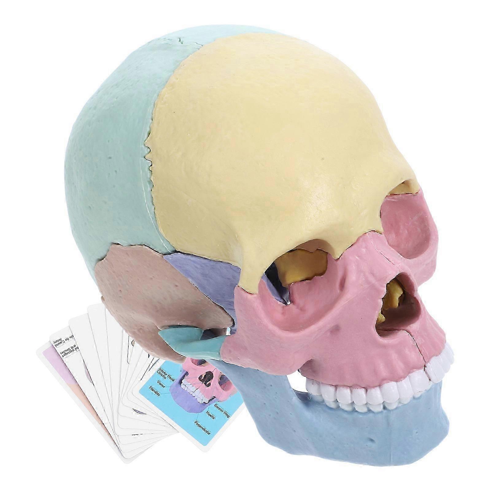 Exploded Skull Assembly Model for Teaching with Human Skull Model Puzzle