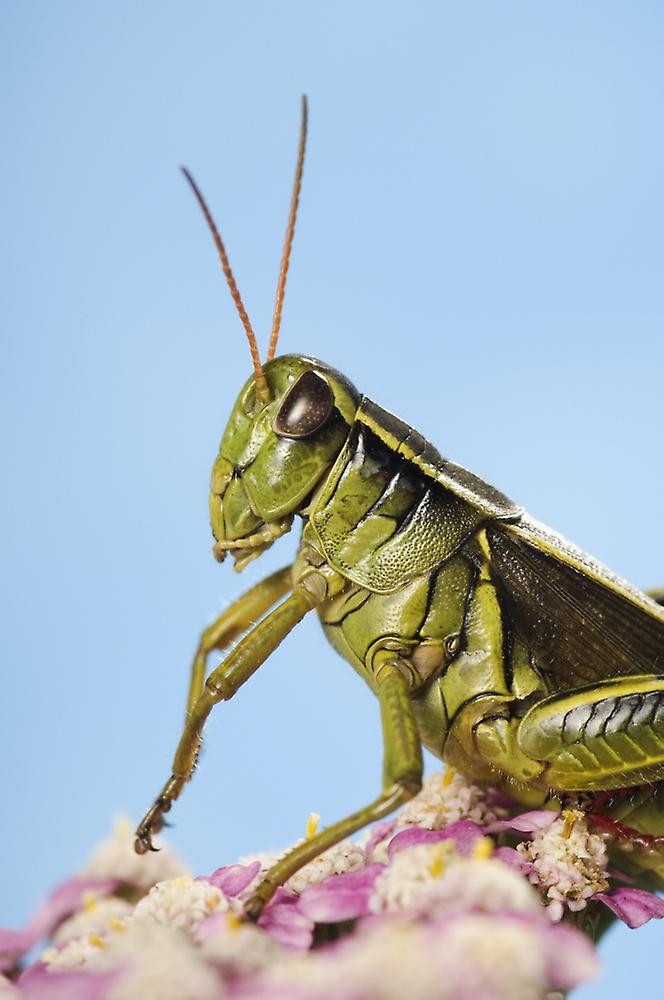 Grasshopper Close-Up. Poster