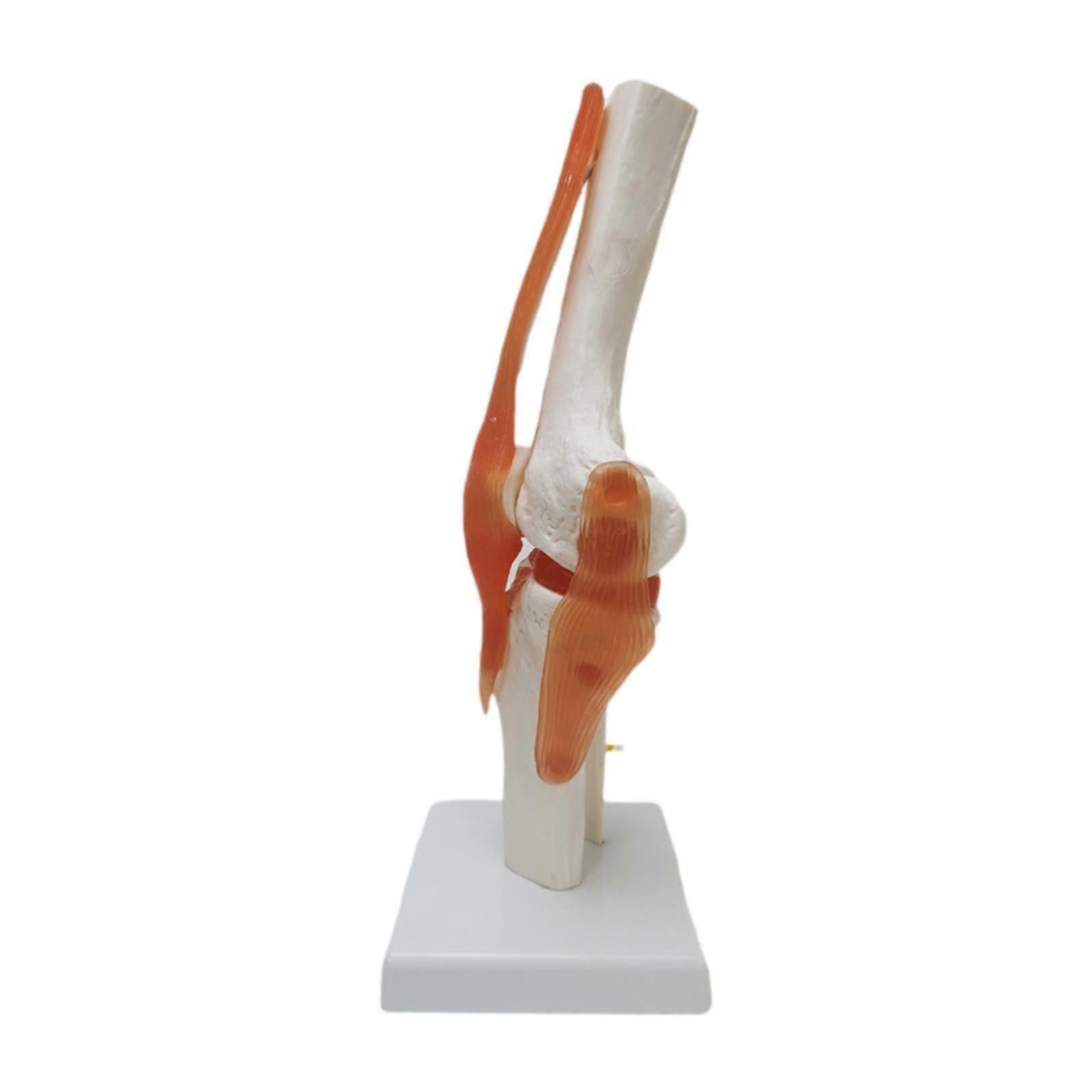 Knee Joint Model Bendable Flexible Skeleton Model for Lab Learning Classroom