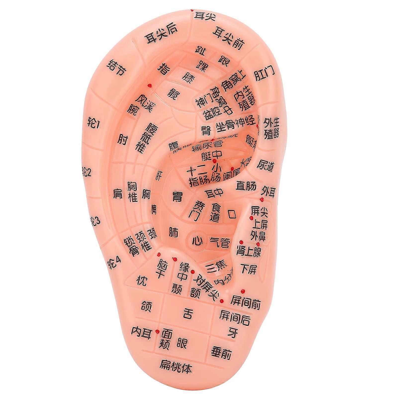 Ear Zone Model, Ear Acupoint Model Ear Reflex Zone Acupuncture Ear Seeds Model