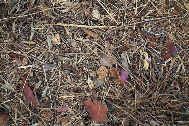 Steingesichter by Jean Willi Paperback