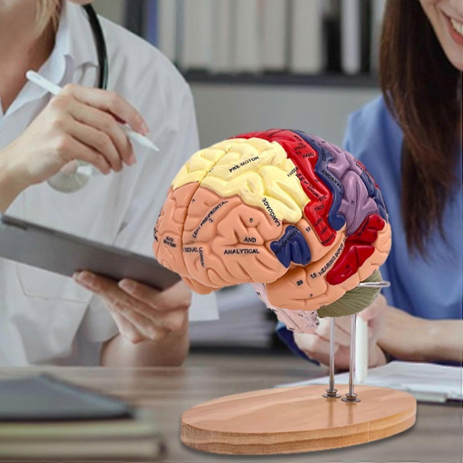 2X Enlarged Human Brain Model with ColorCoded Areas, 4Part Anatomical Design and Base