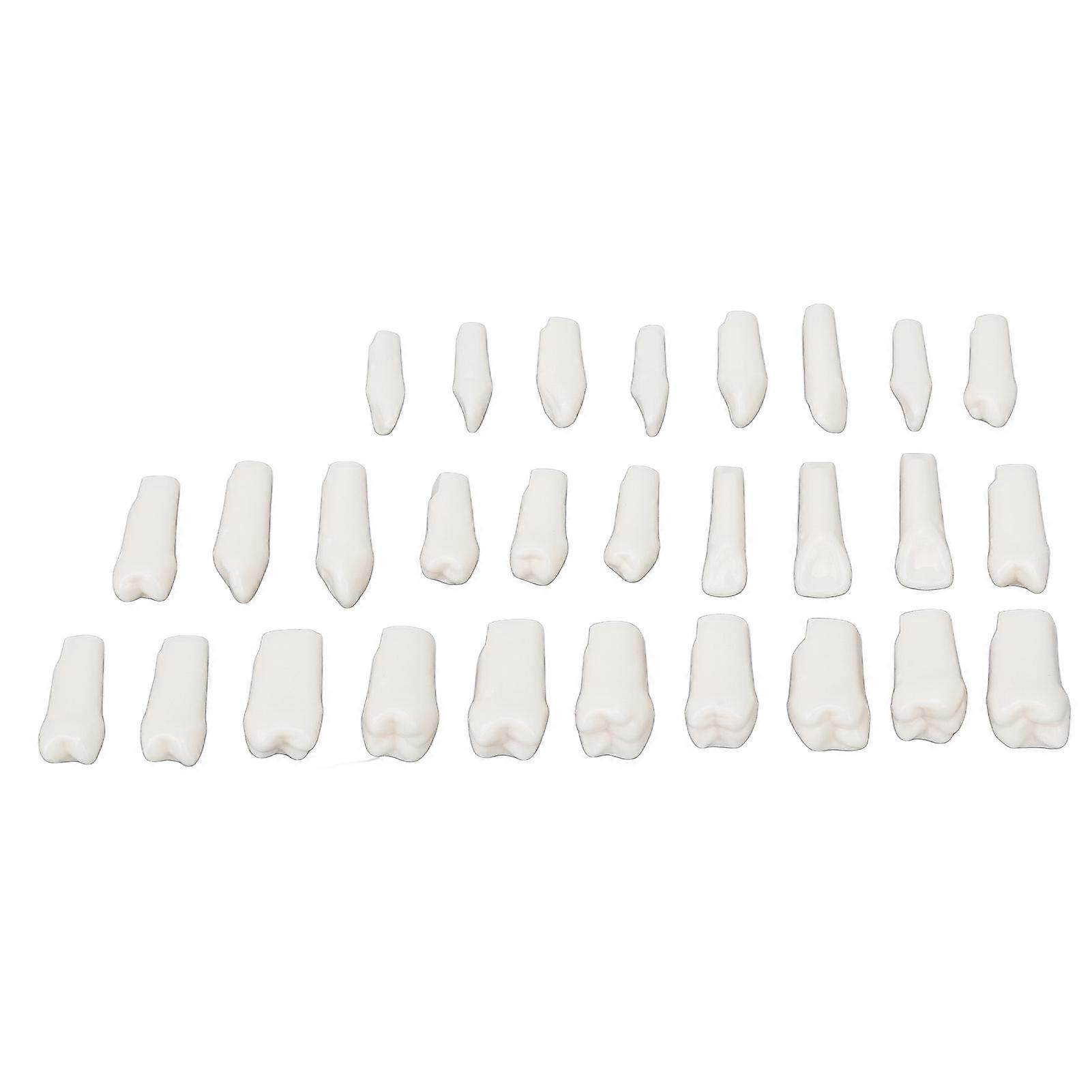 28Pcs Removable Teeth Piece Durable Plastic Removable Design False Teeth for Typodont Teaching Study 