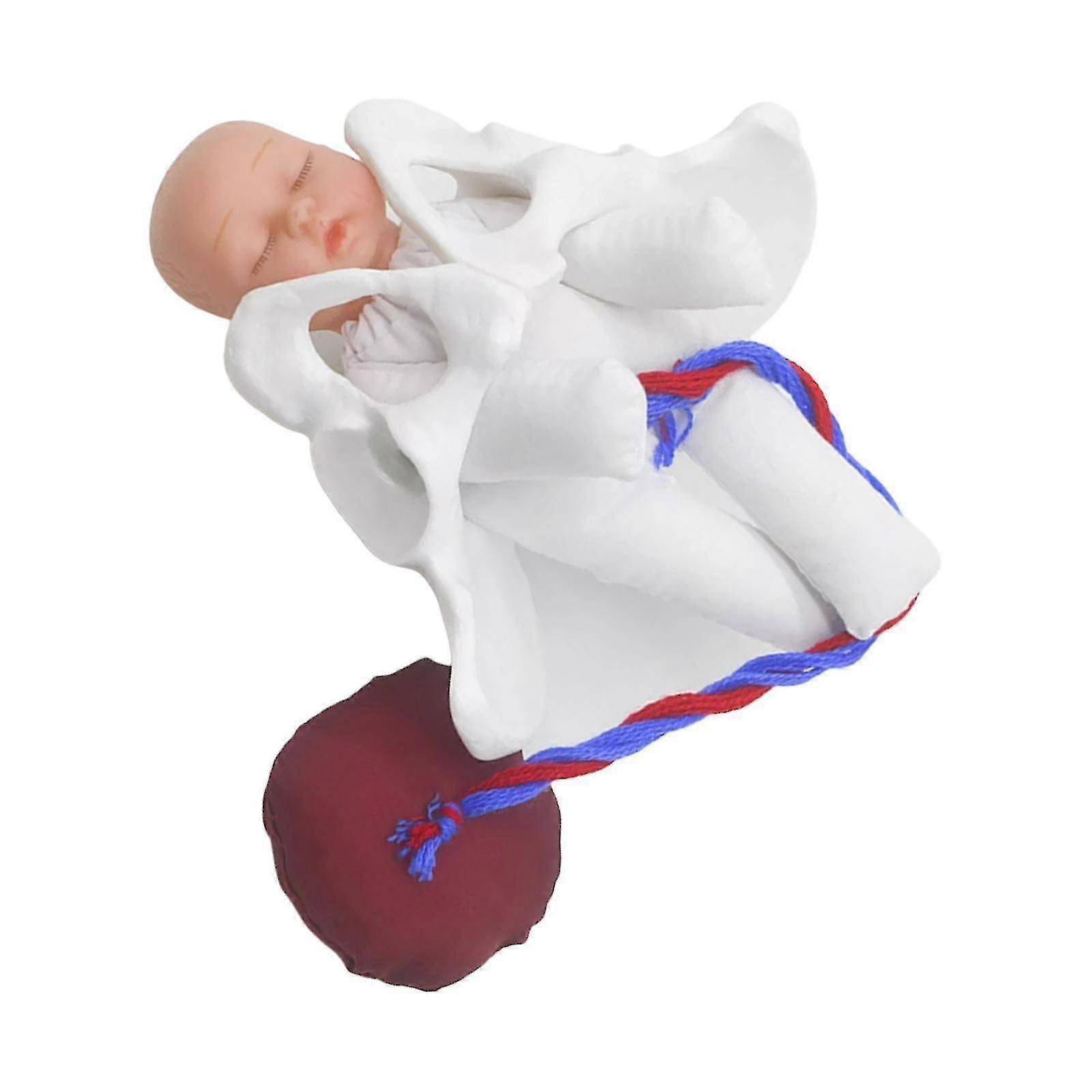 Female Pelvis Model Childbirth Model For Science Education Teaching