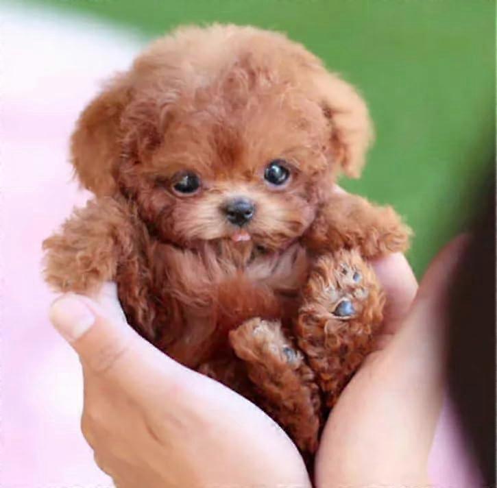 2025 AI Robot Dog "Nicoo" - Interactive Smart Puppy That Walks, Barks, Wags Tail, Acts Like A Real Dog