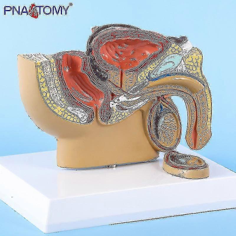 نموذج تشريحي للحواف الذكرية مع الخصية والبروستاتا والجهاز البولي - أداة التدريس الطبي لتعليم التشريح