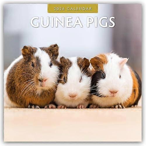 Guinea Pigs 2026 Square Wall Calendar by Red Robin Paperback