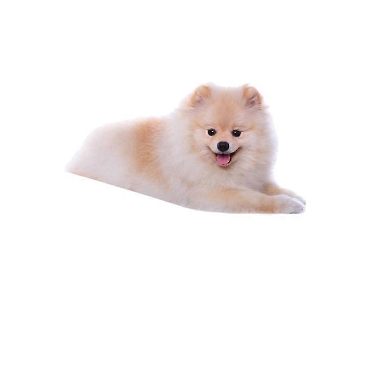 Electronic scale, 10 kg capacity, dual-function and multi-purpose