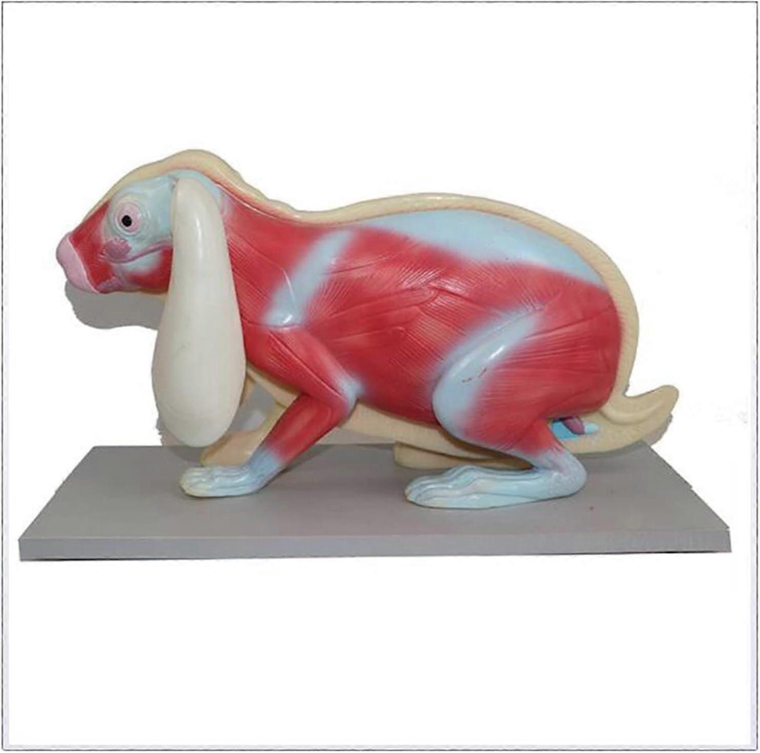 Rabbit Anatomy Model with Removable Organs, ColorCoded PVC Educational Display for Biology Lab