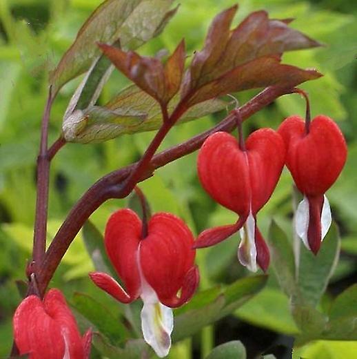 Dicentra Spectabilis Valentine. Flores rojas