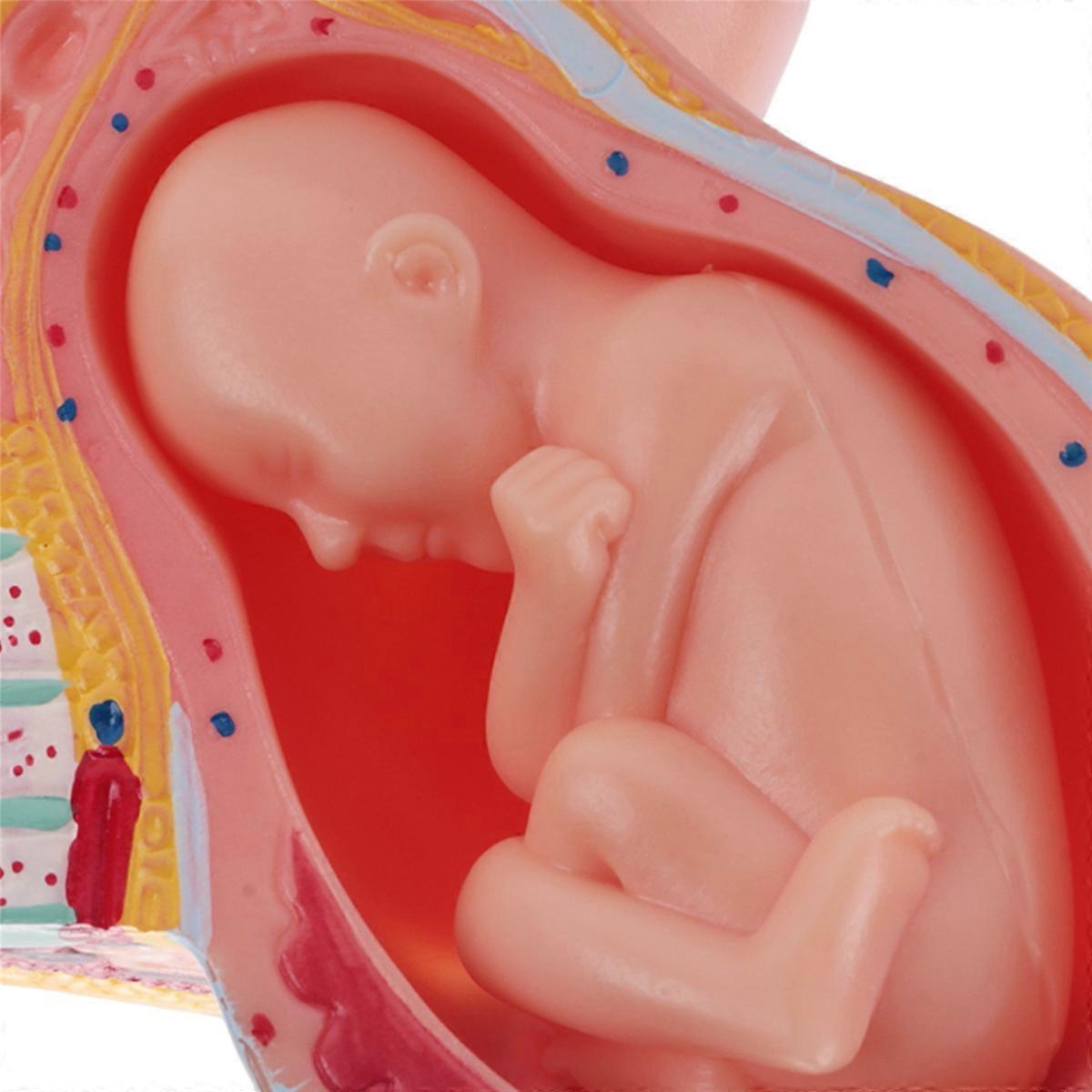 Human Pregnancy Fetal Development 9Th Month Embryonic Pelvic Model