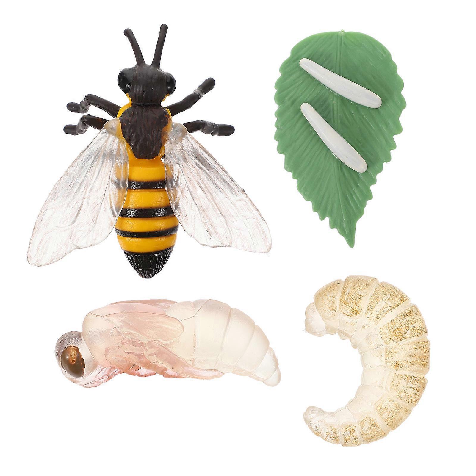 Bee Growth Cycle Model Set Realistic Educational Insect Figure for Science Learning and Life Cycle Display in Kindergarten