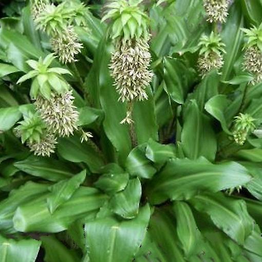 Eucomis Bicolor. Ananas Lelie