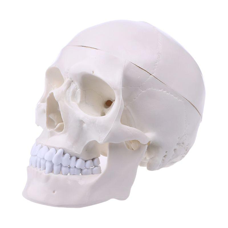 Human Anatomical Anatomy Head Skeleton Skull Teaching Model School Supplies Study Tool