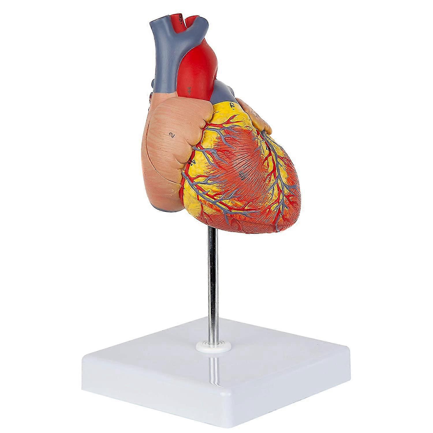 Heart Model, 2-part Deluxe Life Size Human Heart Replica With 34 Anatomical Structures, Includes Mo