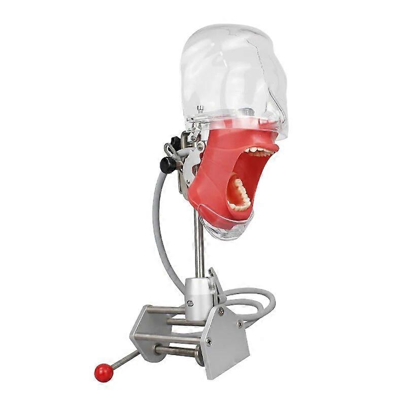 Dental Phantom Head Model Simulator Teeth Model for Dental Practice Dentist Education