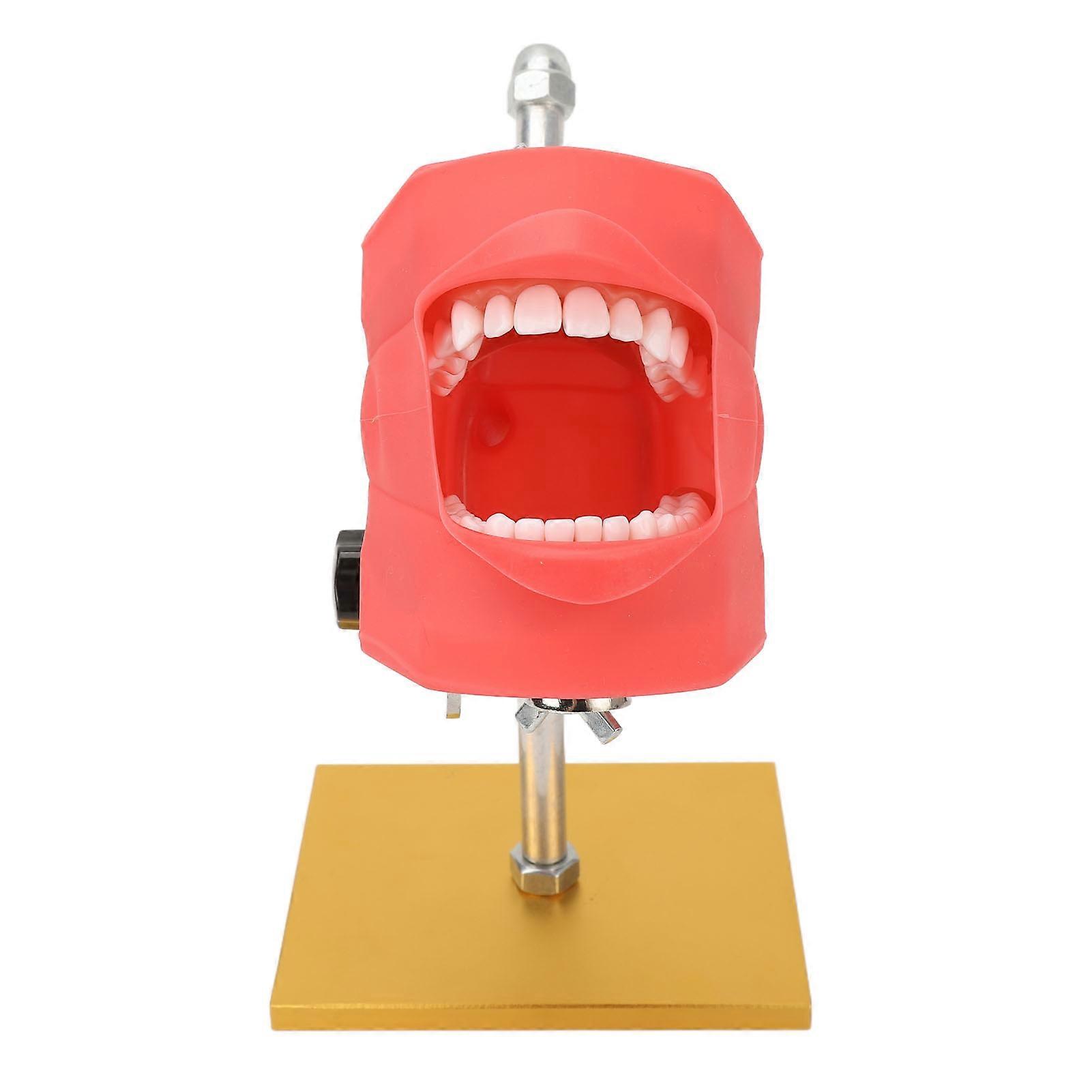 Dental Teaching Teeth Model Stainless Steel Demonstration Display Teeth Model Bracket