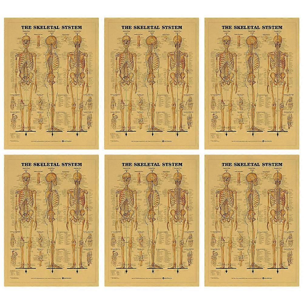 Skeletal Poster Set for Decor 12Pcs Learning Human Skeleton Posters