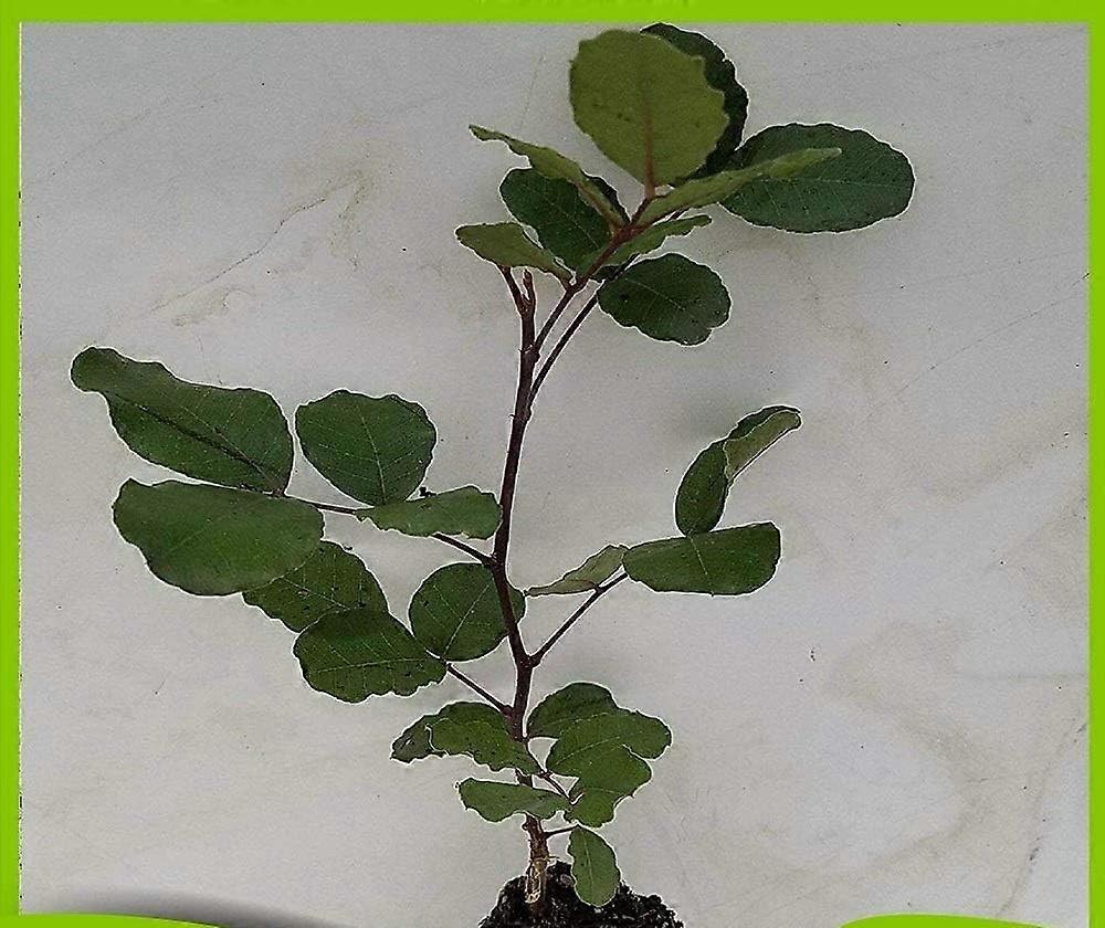 Ceratonia siliqua (carob Tree)-kasvi