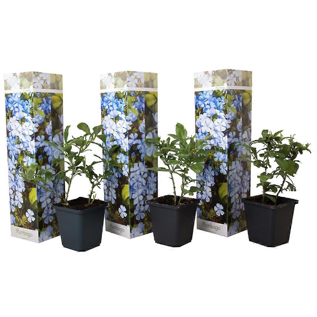 Cape leadwort - 3 db. - Plumbago auriculata - Magasság 25-40cm - ⌀9cm