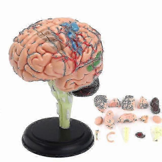 4d Anatomical Human Brain Model - Educational Medical Teaching Tool Toy. Ideal For Medical School Use, Statues Sculptures Sized At 7.2*6*10cm