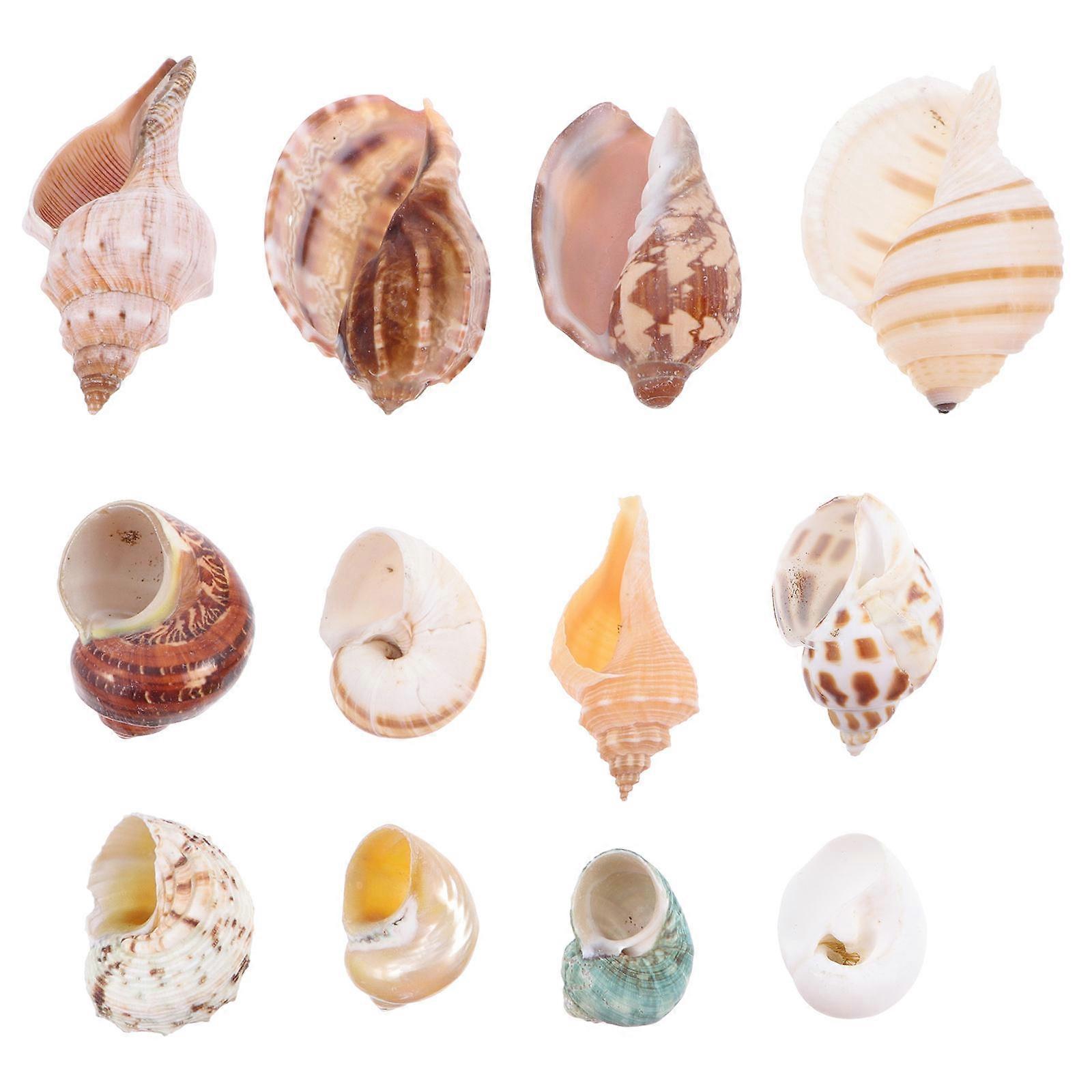 Conch Shells Shell Conch Crab Roll Shellfish Beige 8x6x3cm Aquarium Shelter 12Set