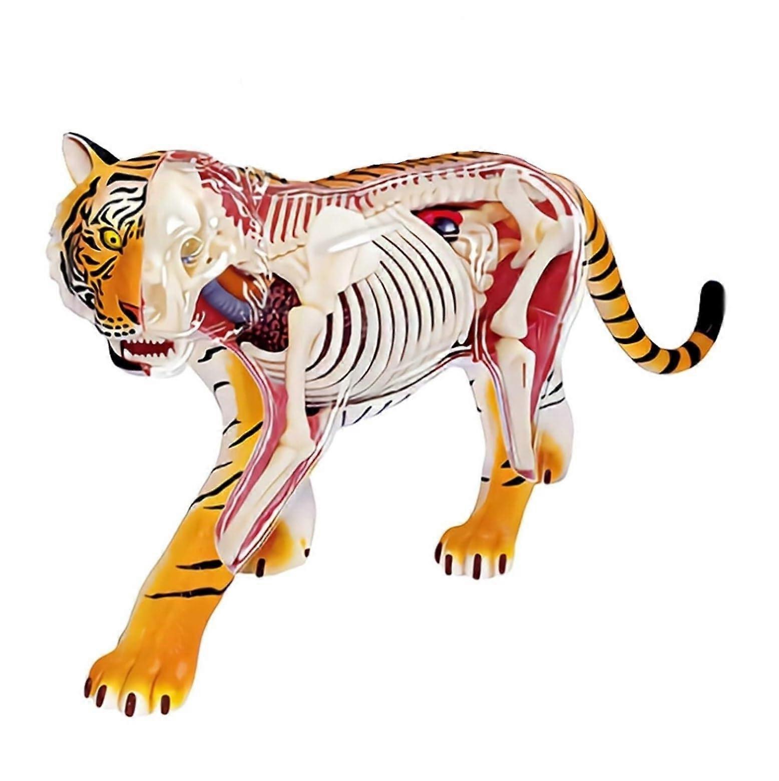 4d Tiger Anatomical Model 28 Removable Organs And Body Parts For Veterinarians