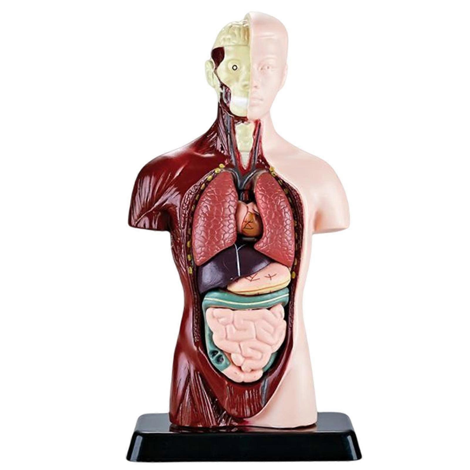 Torso Model of Human Body 6Piece Anatomy Model for Science Learning, Students, School Teaching, Classroom Use
