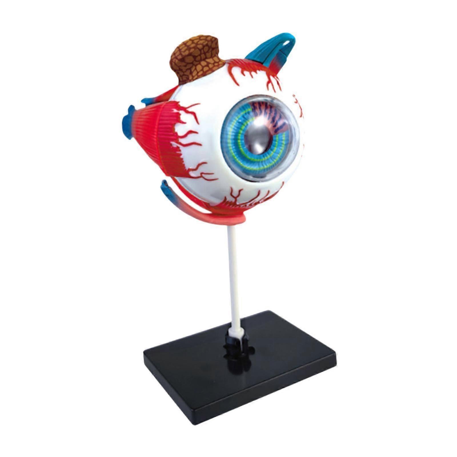 Eyeball Model Anatomically Model for Study Teaching Biology Learning