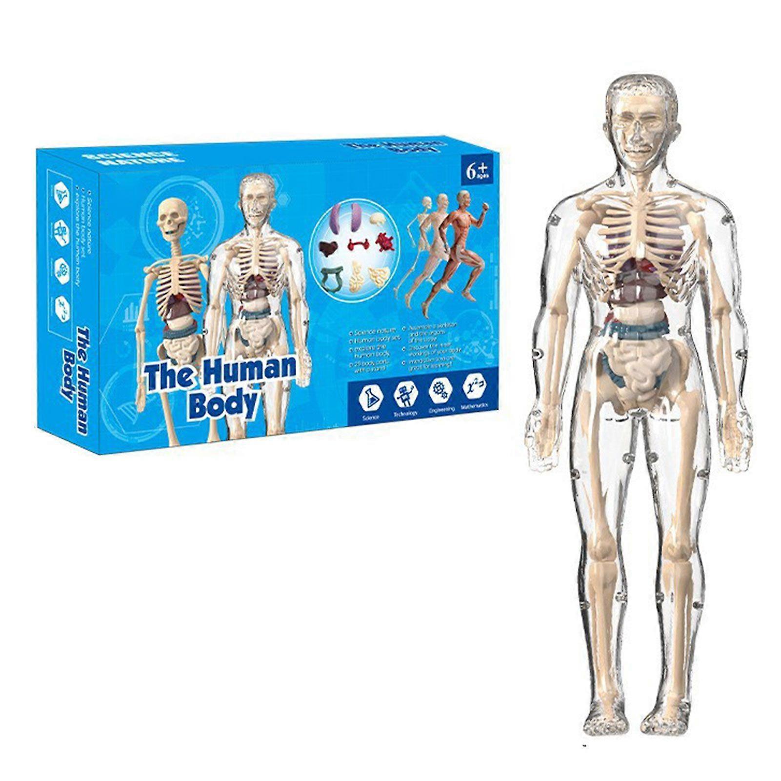 Clear Human Body Structure Model for Kids Educational Anatomy Puzzle Toy with Removable Bones for Science Learning