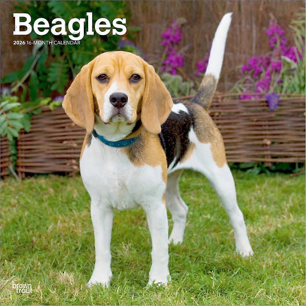 Browntrout Beagle Calendar 2026