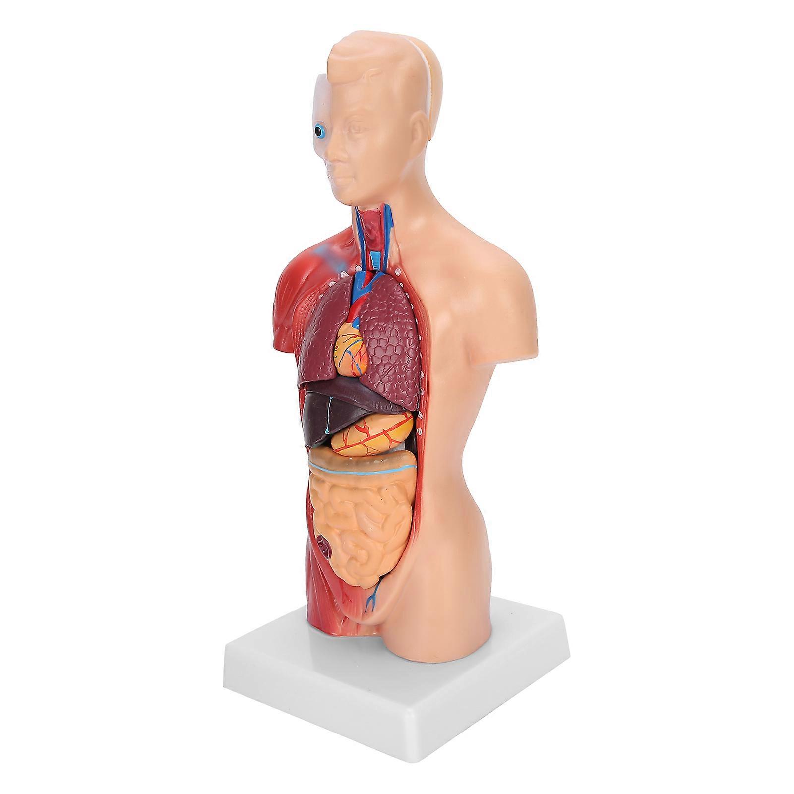 28cm Human Torso Model Detachable Internal Organs Teaching Anatomical Assembly Model