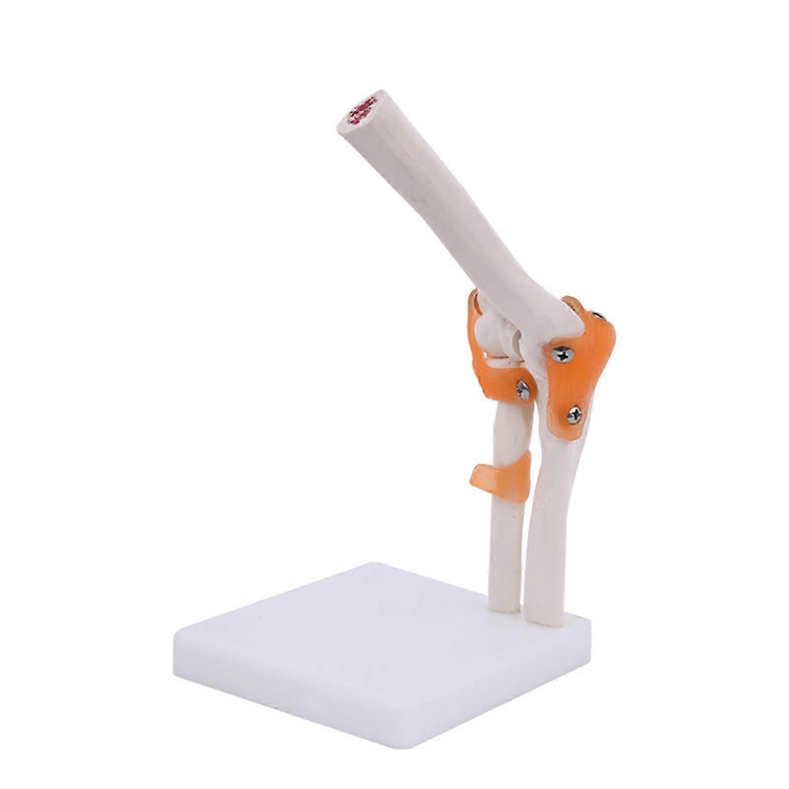 Modelo comum do pé humano com ligamentos, anatomia flexível do tamanho da vida do 1:1