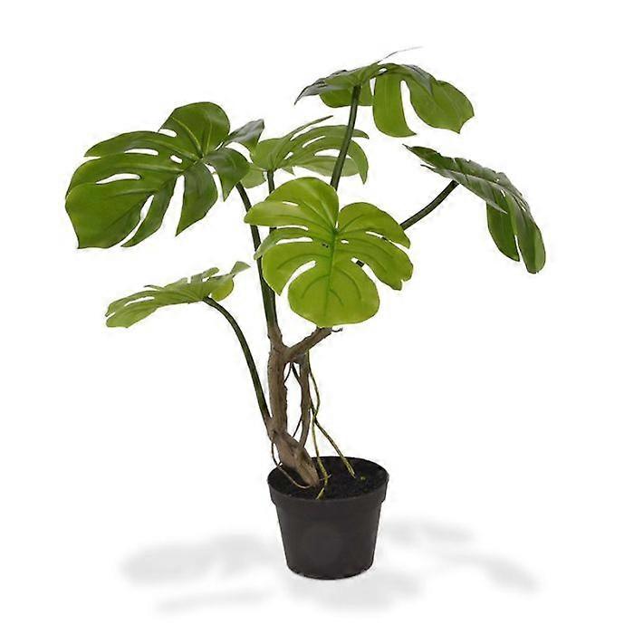 Monstera växt (50 cm)