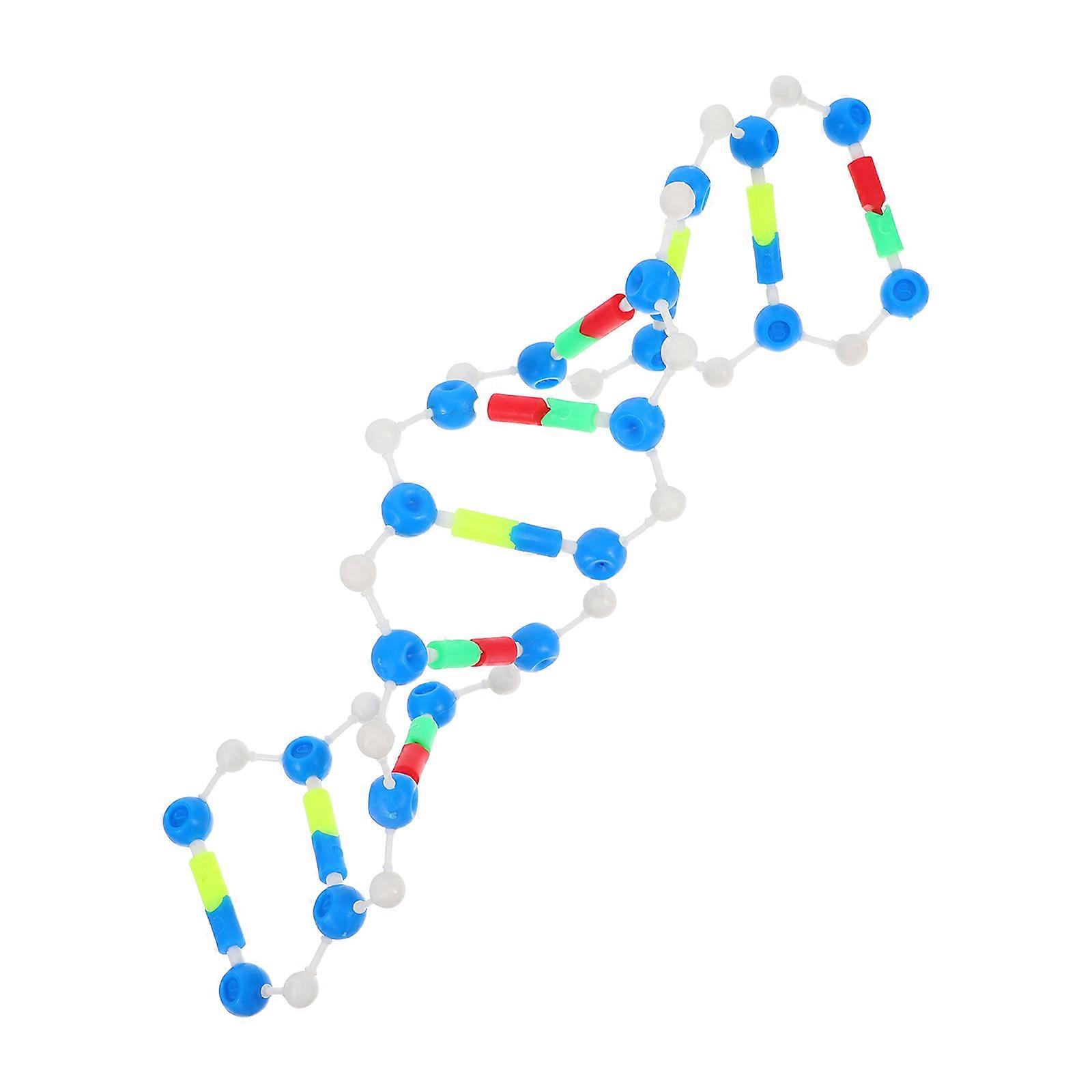 Educational Double Helix Model for Biology Classes for School Use