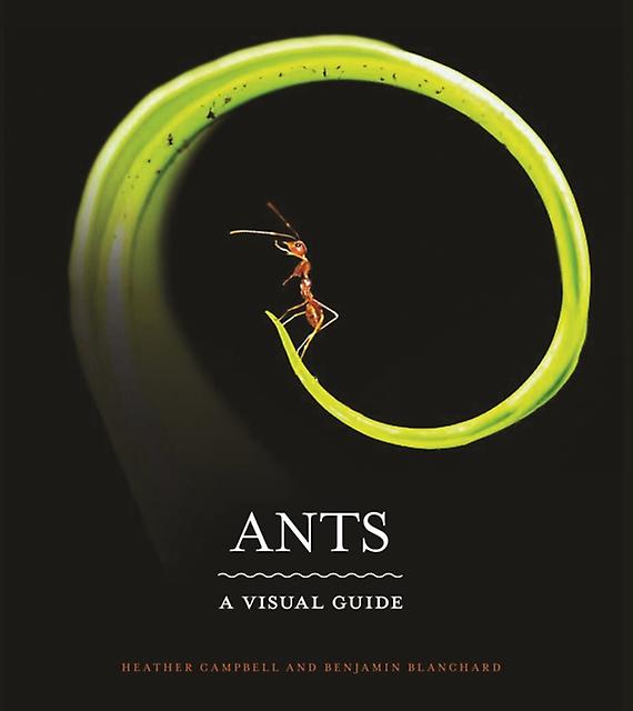 Ants by Benjamin Blanchard Paperback Book