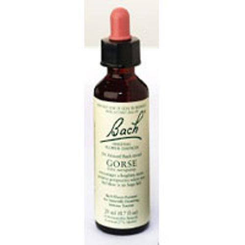 Bach Flower Essence Gorse ,20 ML