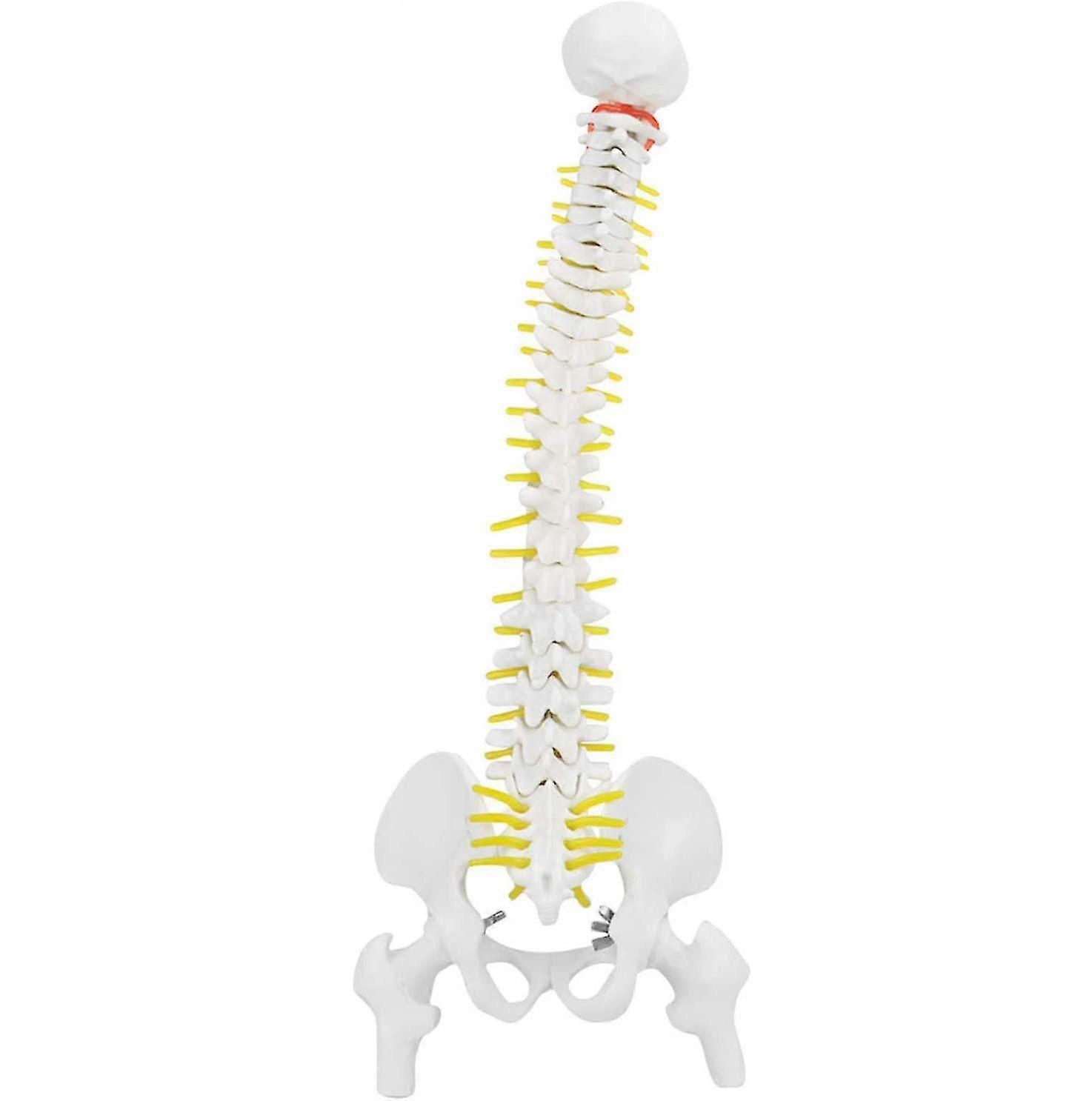 Biological Model 45Cm Anatomical Flexible Human Spine Vertebral Lumbar Curve Model Anatomy Spine Med