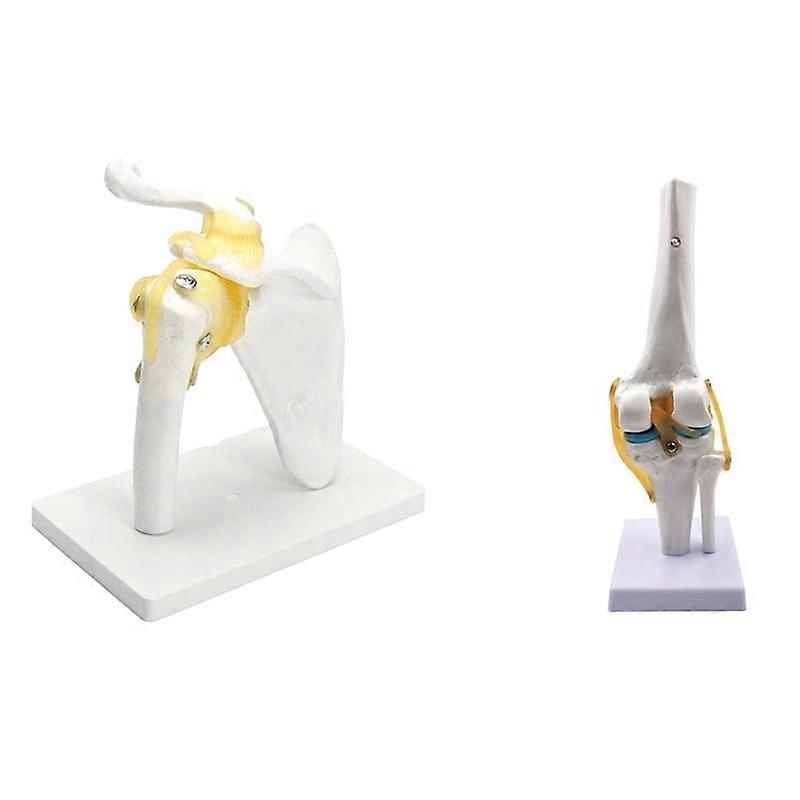 1 Pcs Human Shoulder Joint Model, & 1 Pcs Knee Joint Simulation Model - Human 1:1 Size Anatomy Teaching Mold