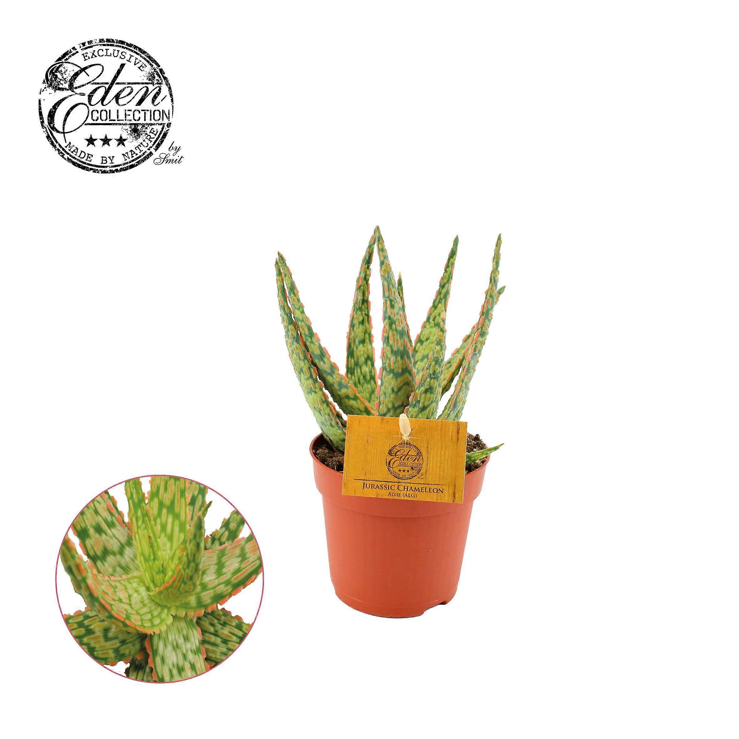 Aloe Hybride - 15cm - Ø10.5cm