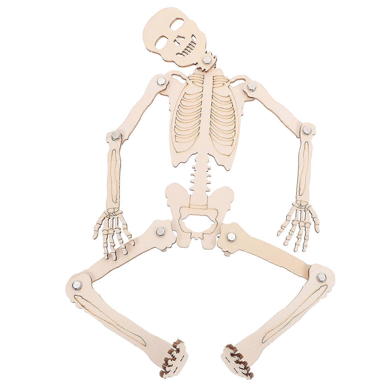 Skeletal Model Set Human Skeleton Assembling Aid 34.00X7.20X0.30CM Educational 1 Set