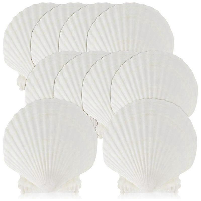 15 PCS Concha Natural do Mar Grande Branca, 4-4.7 Polegadas Conchas de Vieira