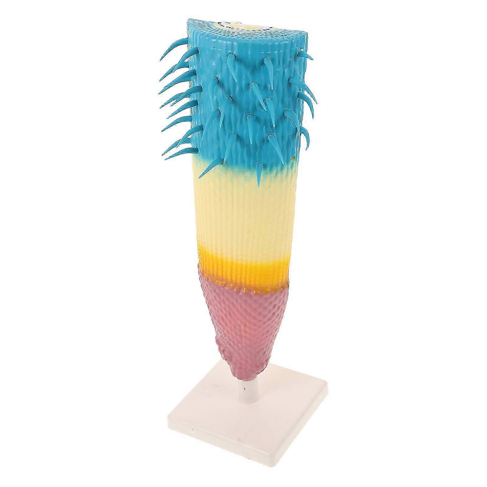 Educational Plant Model Root Profile Model for Learning Biology Study Tool