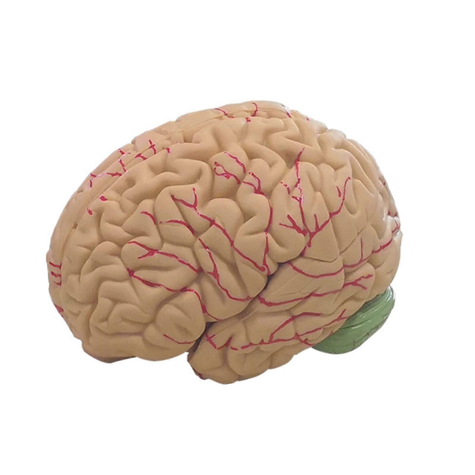 Human Brain Model Simulation 8-Part PVC Life-size Anatomy Teaching Tool for Classroom KAESI