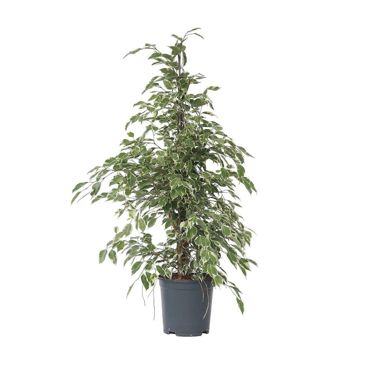 Trauerfeige - Ficus Benjamina 'Twilight' - Höhe 100-110cm - ⌀21cm