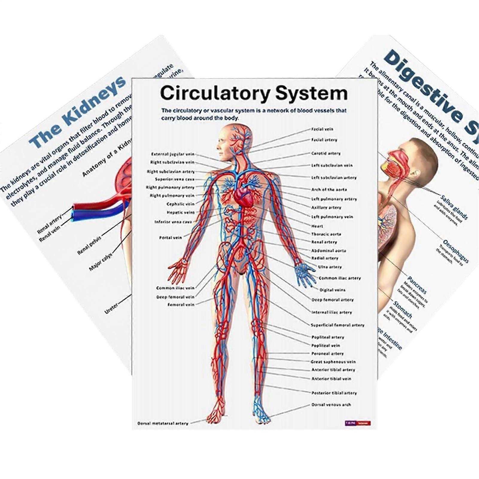Anatomy Posters For Walls | 16X Muscular Anatomical Charts For Educational Use In Clinics, Colleges, Labs, And Schools