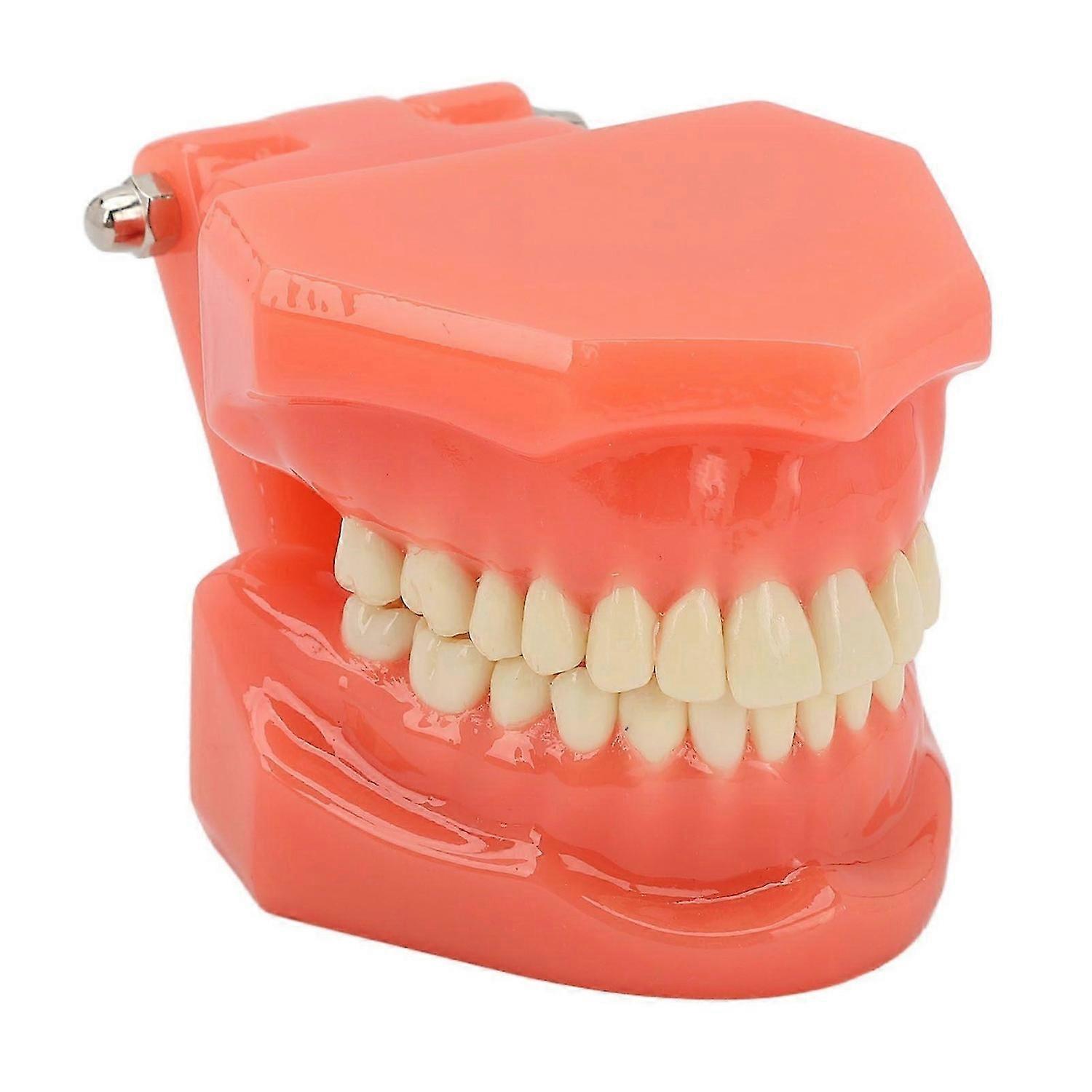 2025 Latest Model Teeth Model Display Study Standard Typodont Demonstration De...