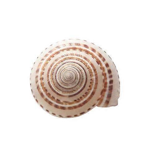 Natural Sundial Conch & Wheel Seashells Landscape Dcor